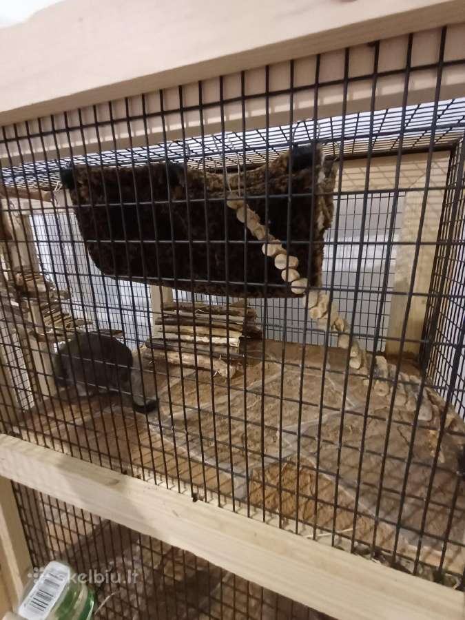 Parduodami degu broliukai kartu su narvu - nuotraukos Nr. 8