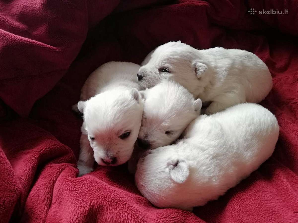 Vakarų Škotijos baltieji terjerai - nuotraukos Nr. 2