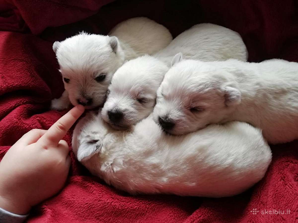 Vakarų Škotijos baltieji terjerai - nuotraukos Nr. 3