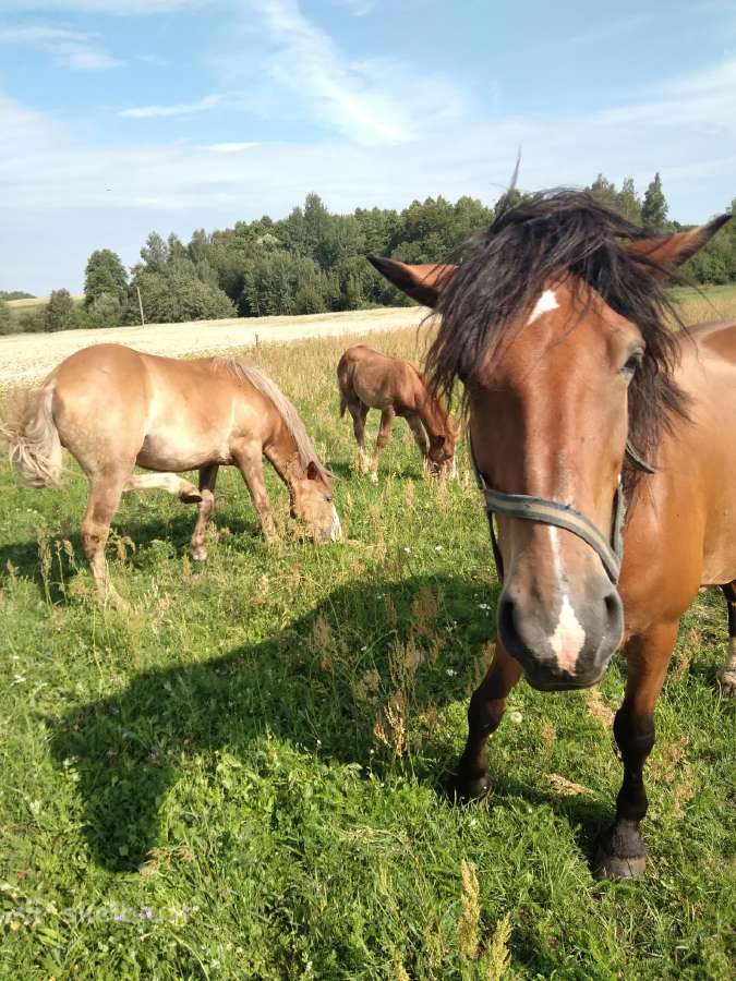 Eržilai - nuotraukos Nr. 14