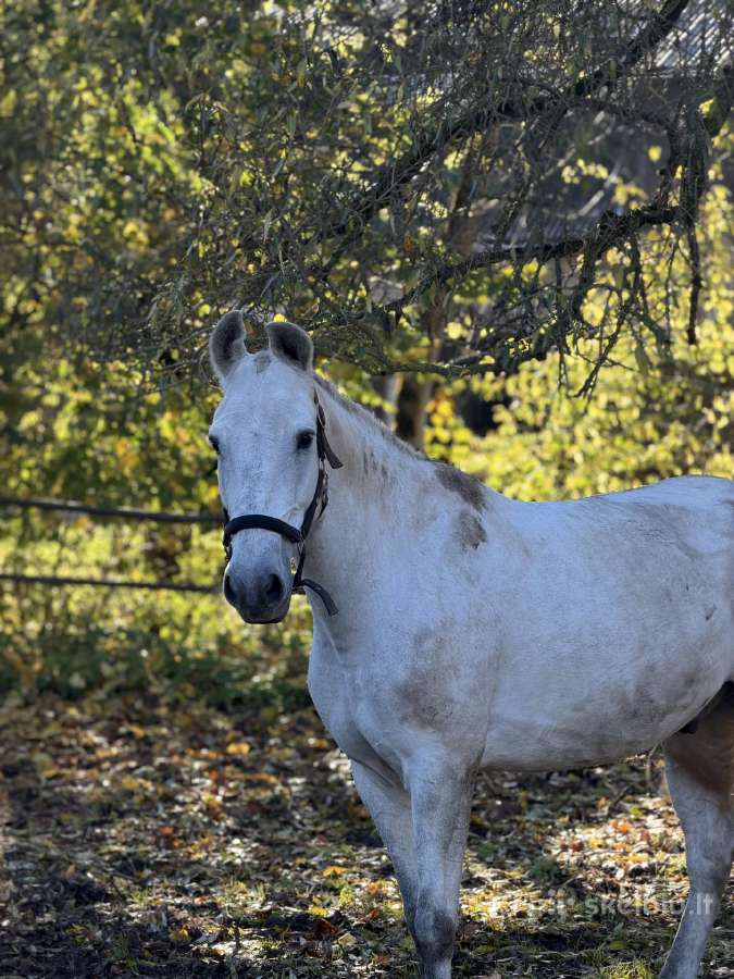 Parduodamas/nuomai kastratas ieško raitelio naujo - nuotraukos Nr. 7