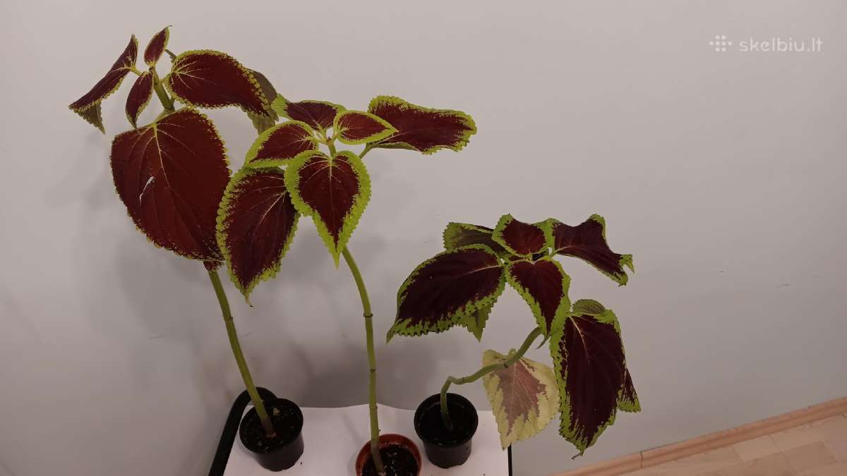 Margenis raudonas/tamsios bordo, 3 vnt., 53-60 cm - nuotraukos Nr. 2