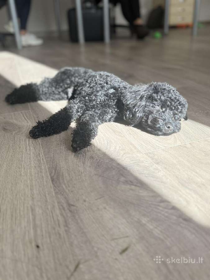 Toy pudelis pasimatymams - nuotraukos Nr. 2