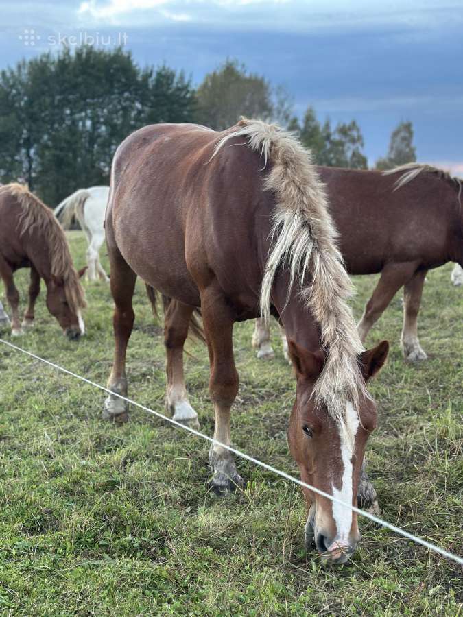 Parduodama arklių banda - nuotraukos Nr. 5