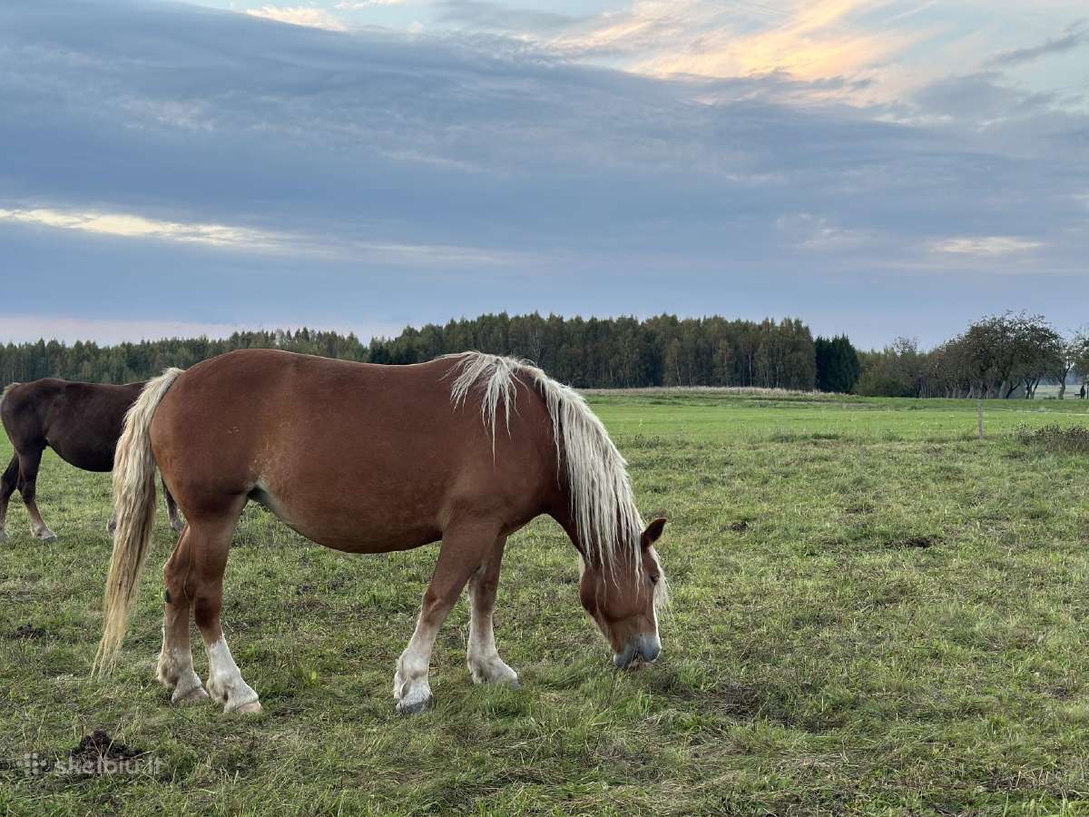 Parduodama arklių banda - nuotraukos Nr. 8