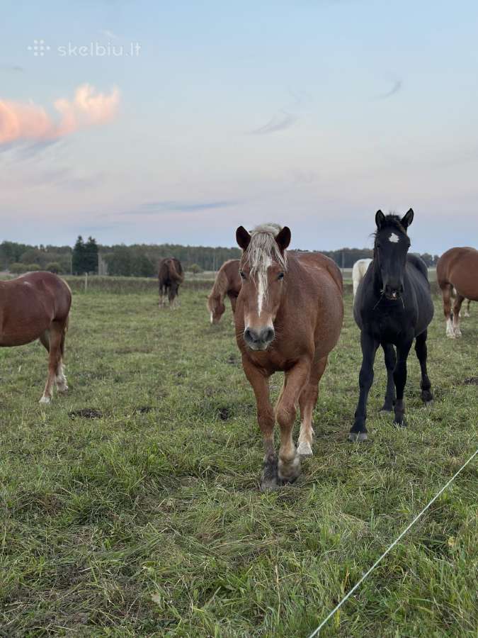 Parduodama arklių banda - nuotraukos Nr. 15