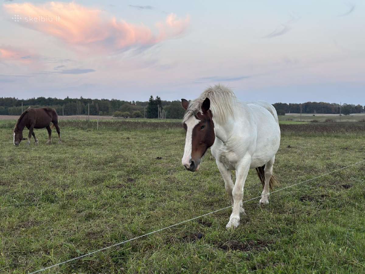 Parduodama arklių banda - nuotraukos Nr. 21