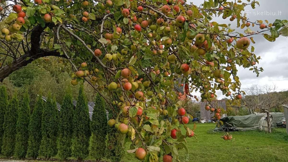 Obuoliai. Vieni sultims, kiti antaniniai. - nuotraukos Nr. 8
