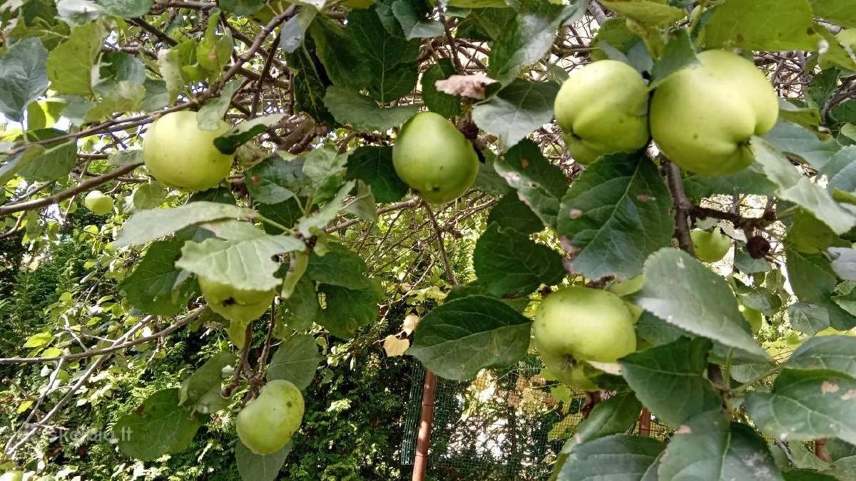 Obuoliai. Vieni sultims, kiti antaniniai. - nuotraukos Nr. 10