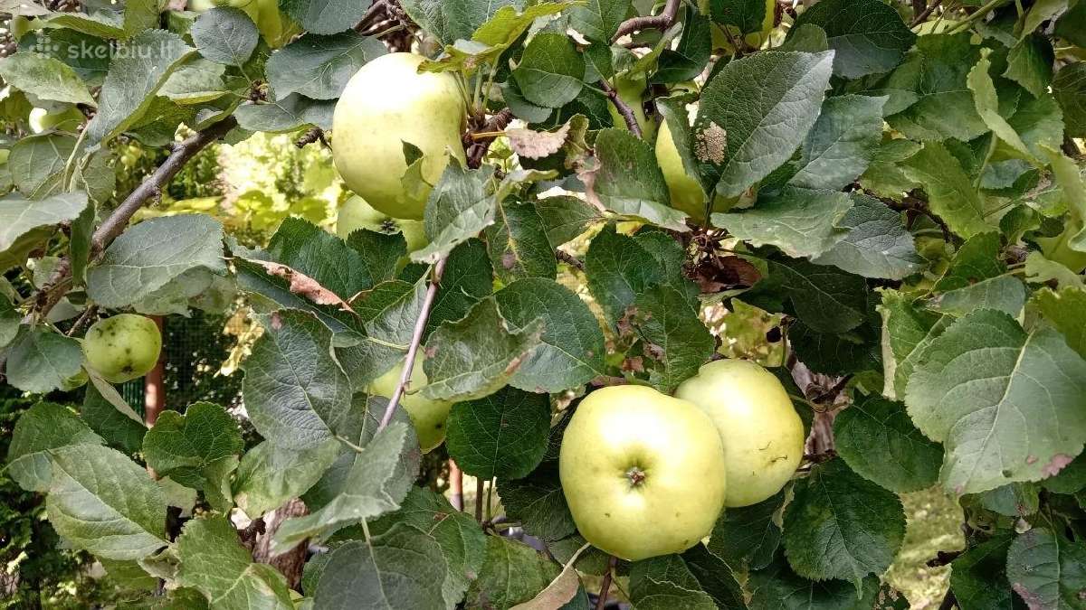 Obuoliai. Vieni sultims, kiti antaniniai. - nuotraukos Nr. 11