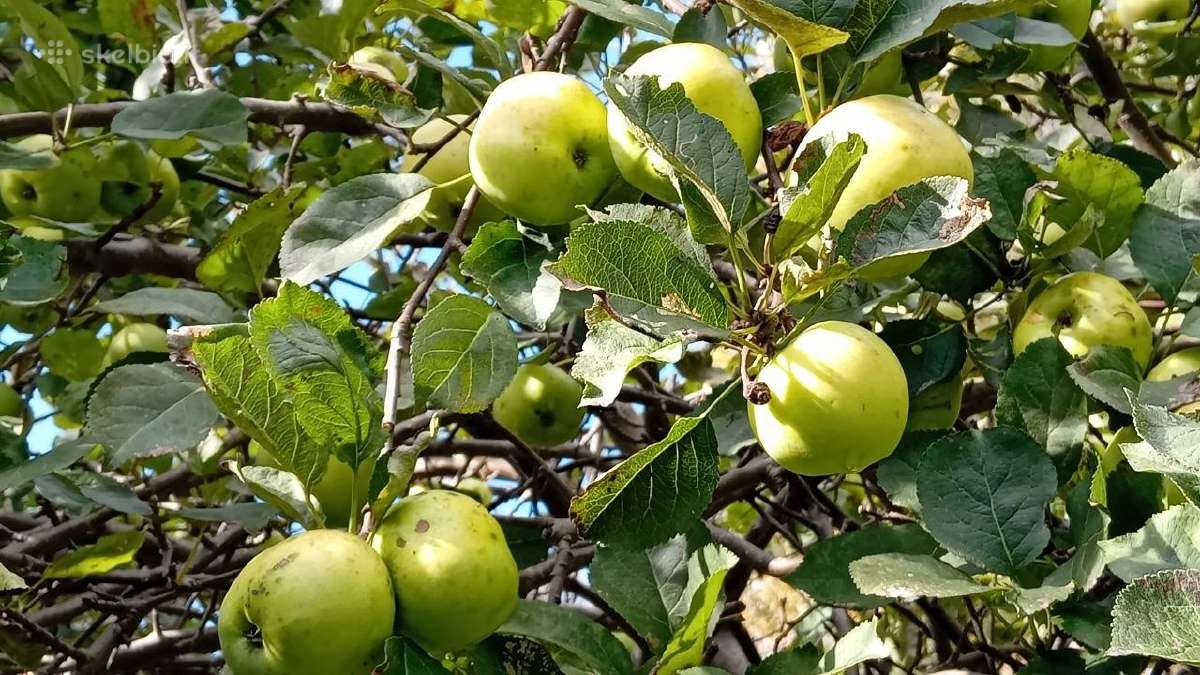 Obuoliai. Vieni sultims, kiti antaniniai. - nuotraukos Nr. 12