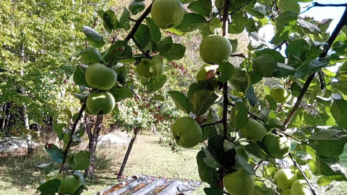 Obuoliai. Vieni sultims, kiti antaniniai. - nuotraukos Nr. 13