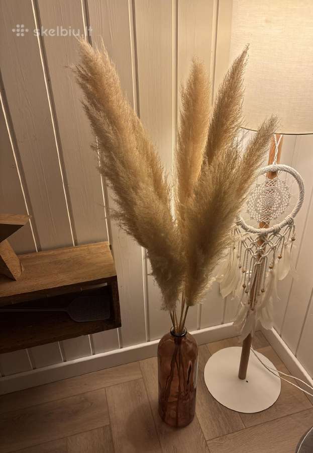 Pampas grass smilgos namu dekoracijai - nuotraukos Nr. 2