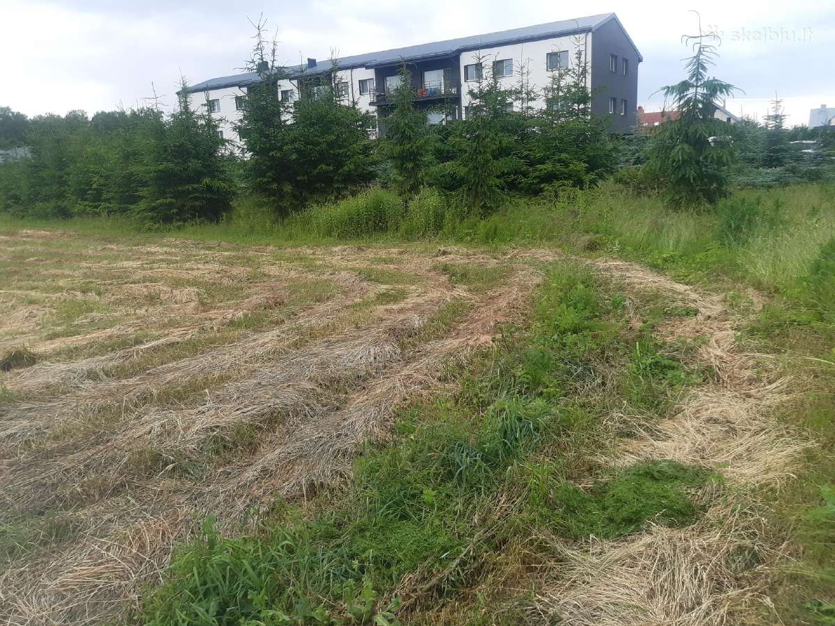 Prduodu gyvas kaledines eglutes,žaliaskares ir SID - nuotraukos Nr. 2