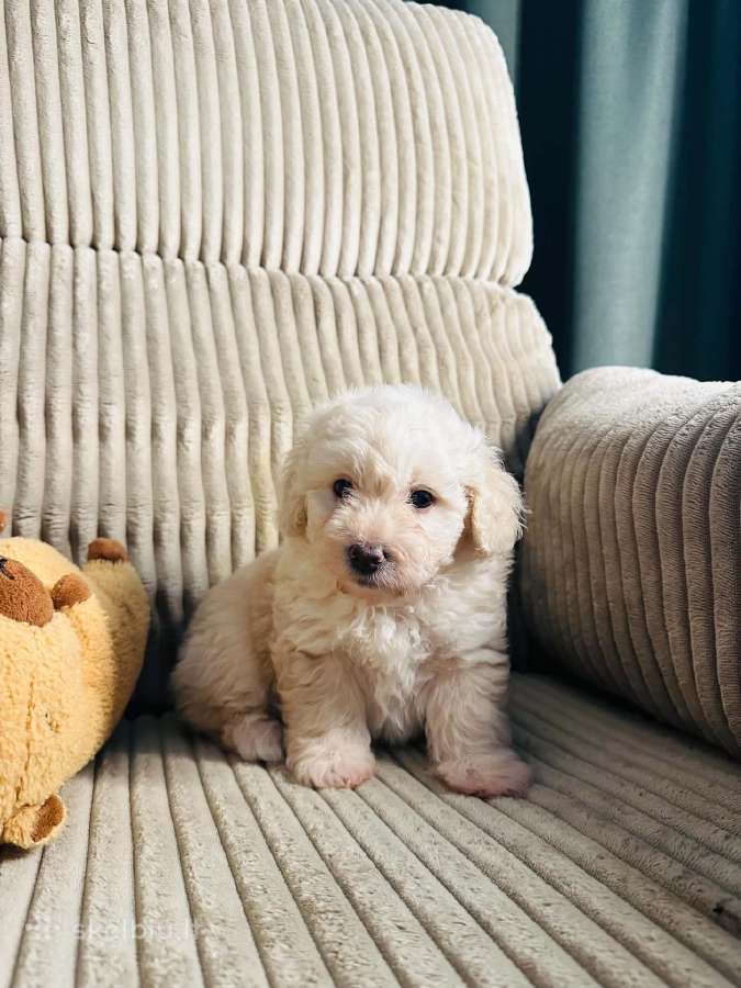 Maltipoo šuniukas - nuotraukos Nr. 2