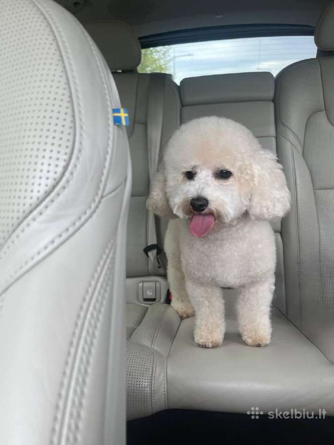 Maltipoo šuniukas - nuotraukos Nr. 3