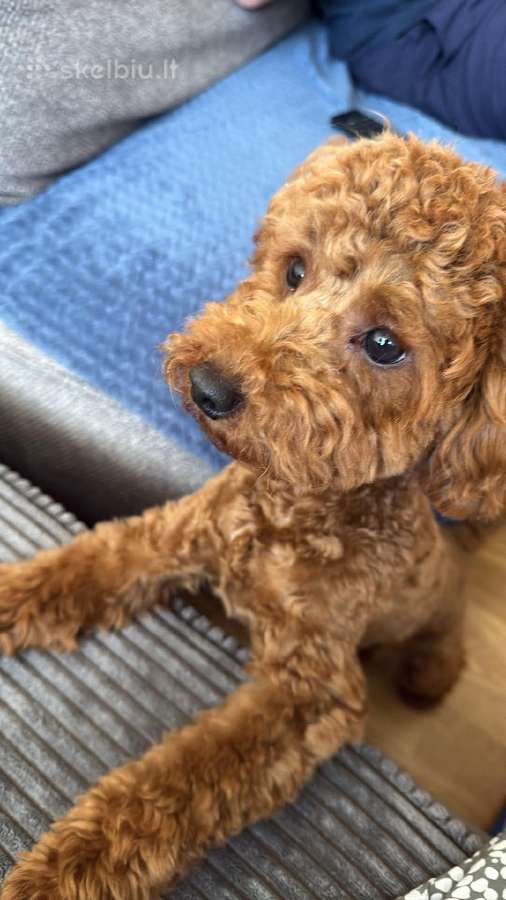 Maltipoo šuniukas - nuotraukos Nr. 4