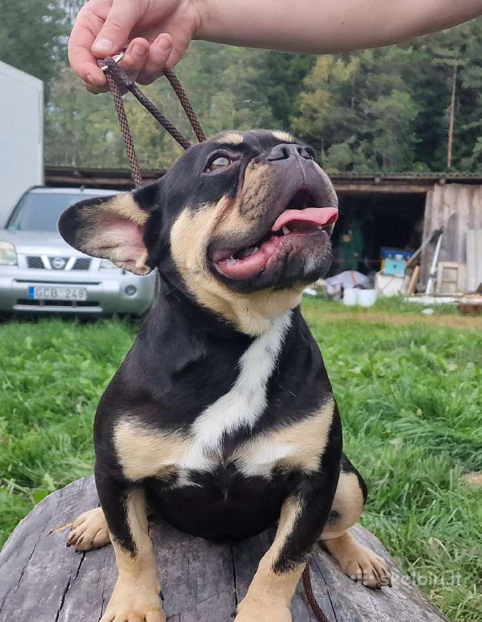 Suaugę prancūzų buldogai - nuotraukos Nr. 5