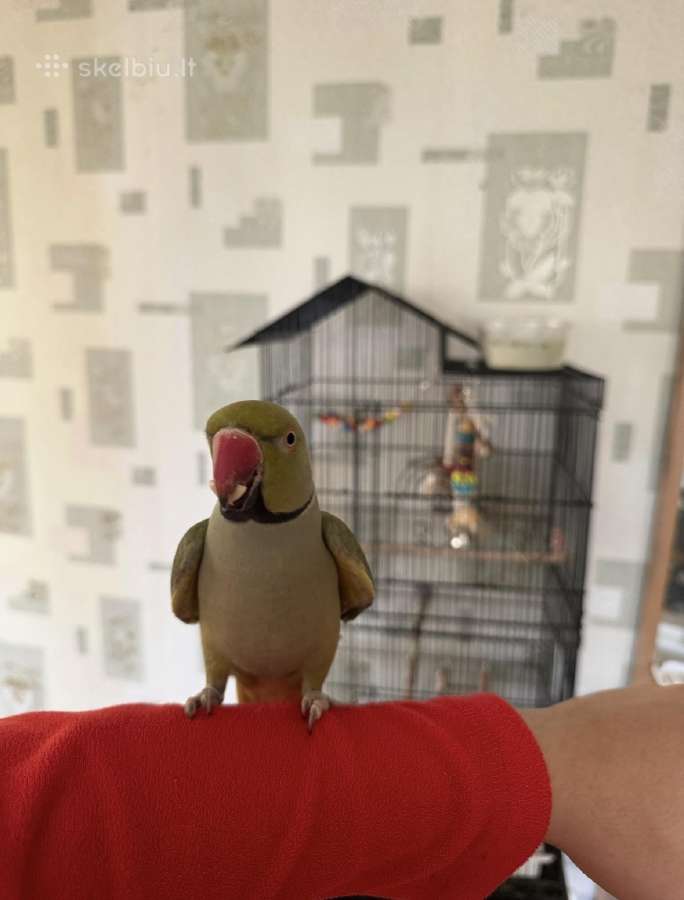 Kramerio papūgų pora su dideliu voljeru - nuotraukos Nr. 4