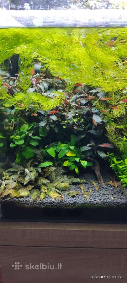 Akvariumas 40x40x40x iranga,spintele,gyvybe - nuotraukos Nr. 3