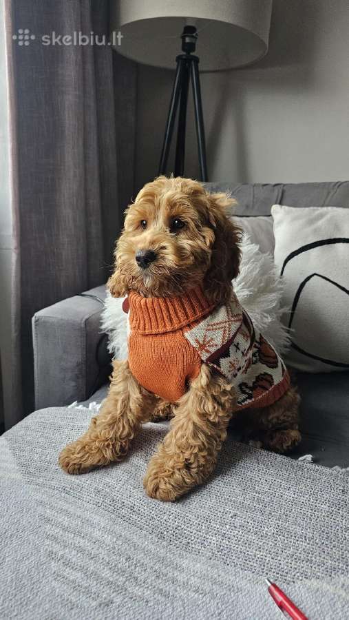 F1 Cockapoo šuniukai - nuotraukos Nr. 2