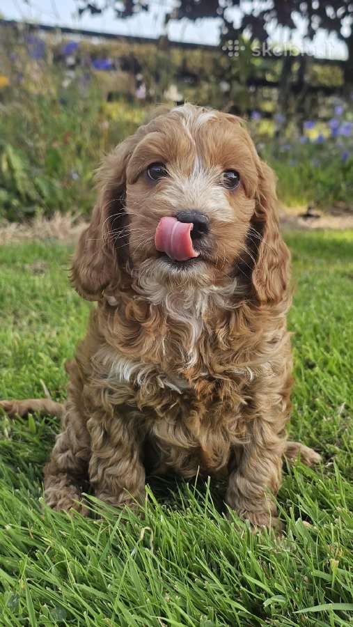 F1 Cockapoo šuniukai - nuotraukos Nr. 4
