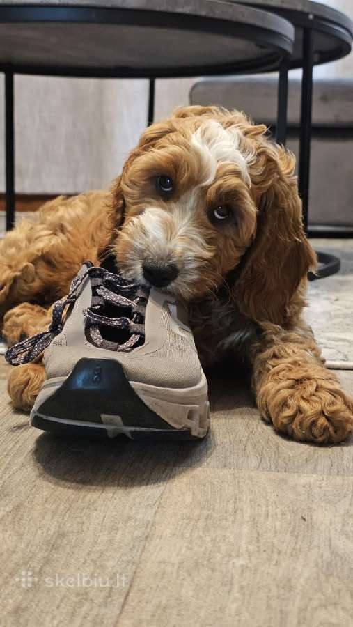 F1 Cockapoo šuniukai - nuotraukos Nr. 3
