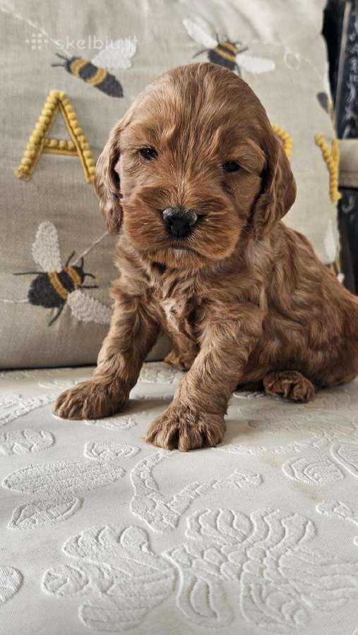 F1 Cockapoo šuniukai - nuotraukos Nr. 5