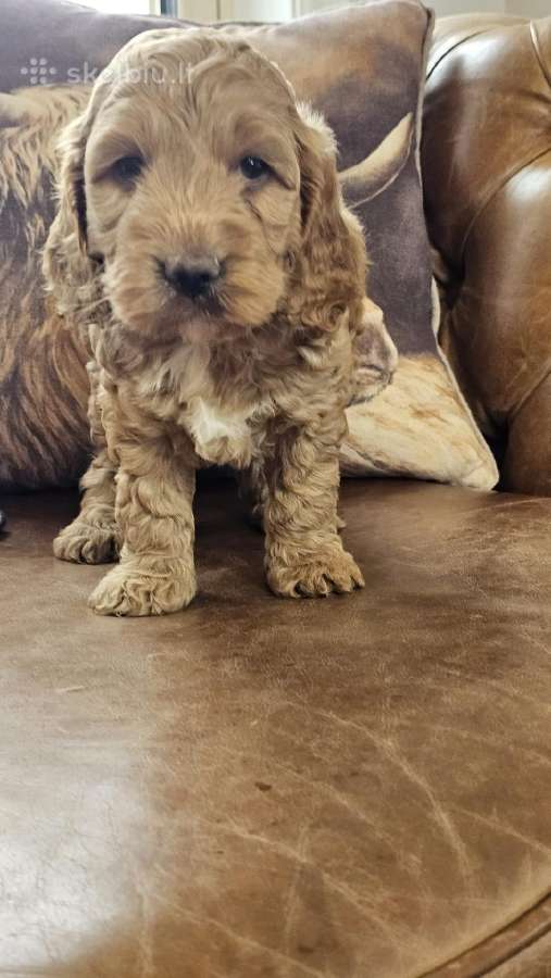 F1 Cockapoo šuniukai - nuotraukos Nr. 6