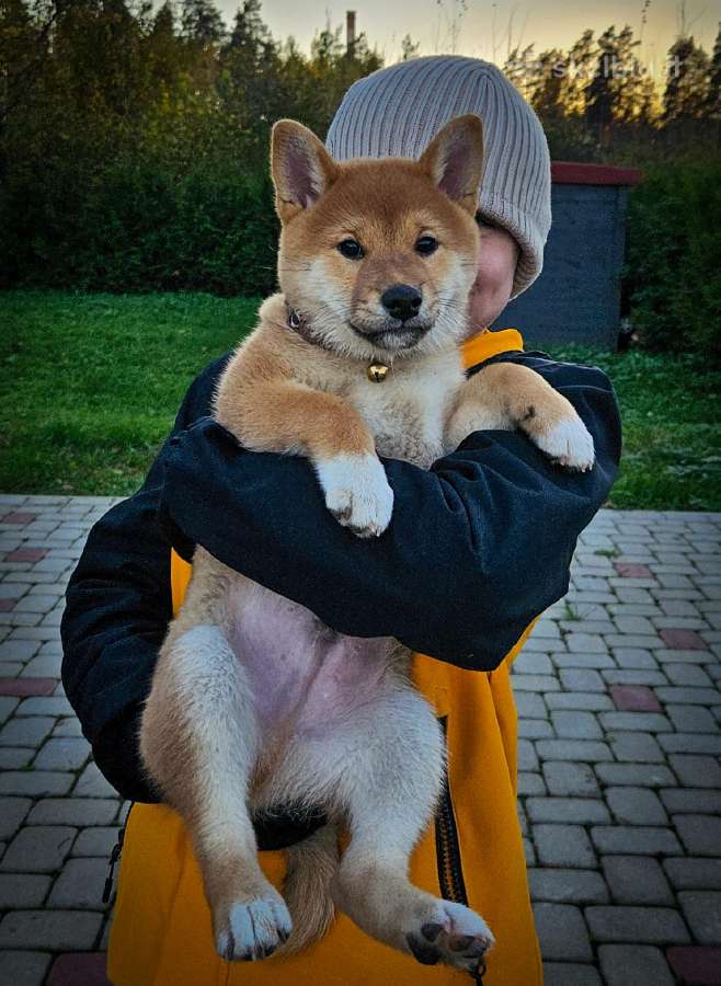 Shiba iny boy Fci - nuotraukos Nr. 6
