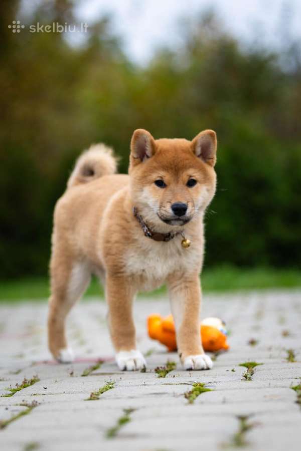 Shiba iny boy Fci - nuotraukos Nr. 3