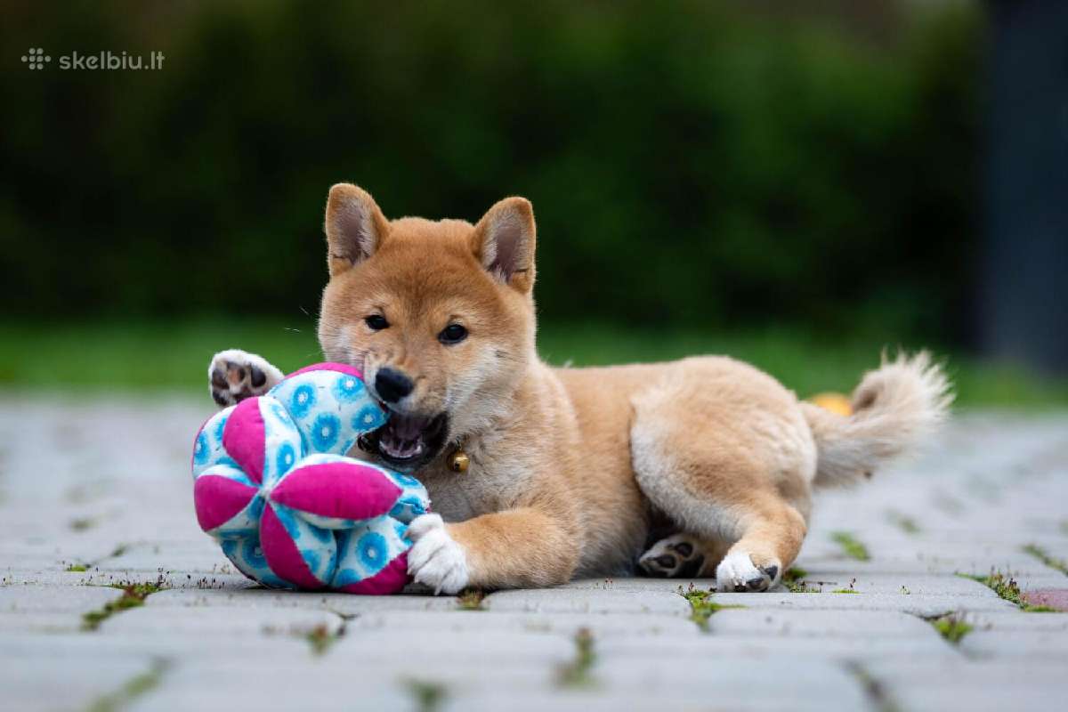 Shiba iny boy Fci - nuotraukos Nr. 2