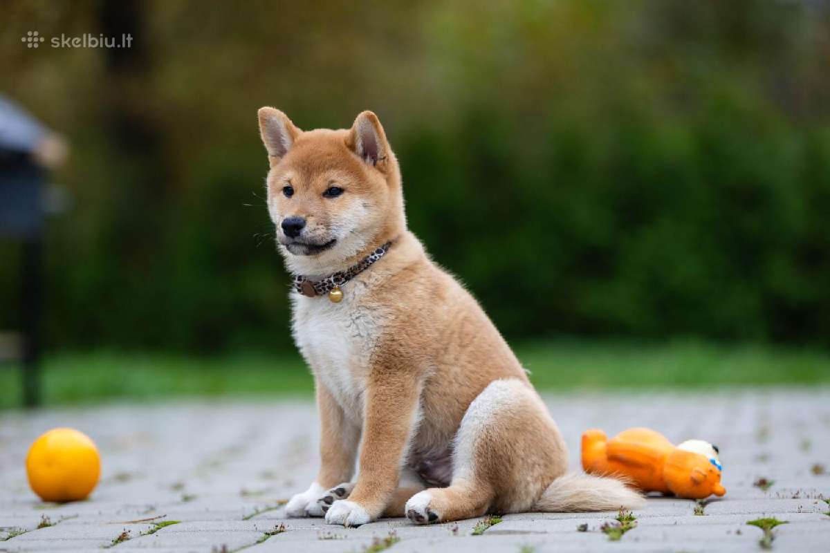 Shiba iny boy Fci - nuotraukos Nr. 4