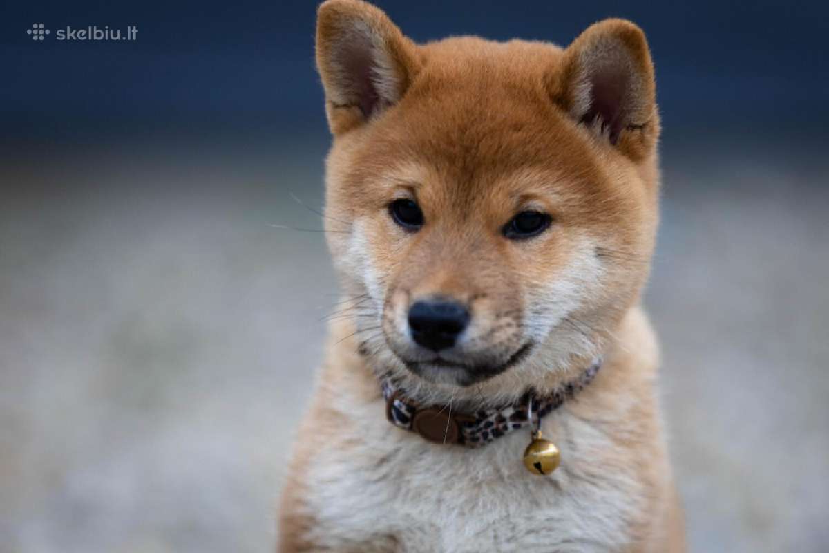 Shiba iny boy Fci - nuotraukos Nr. 5