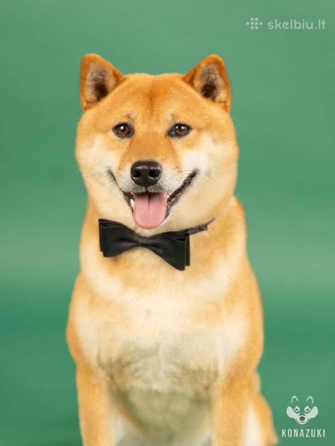 Shiba iny boy Fci - nuotraukos Nr. 7