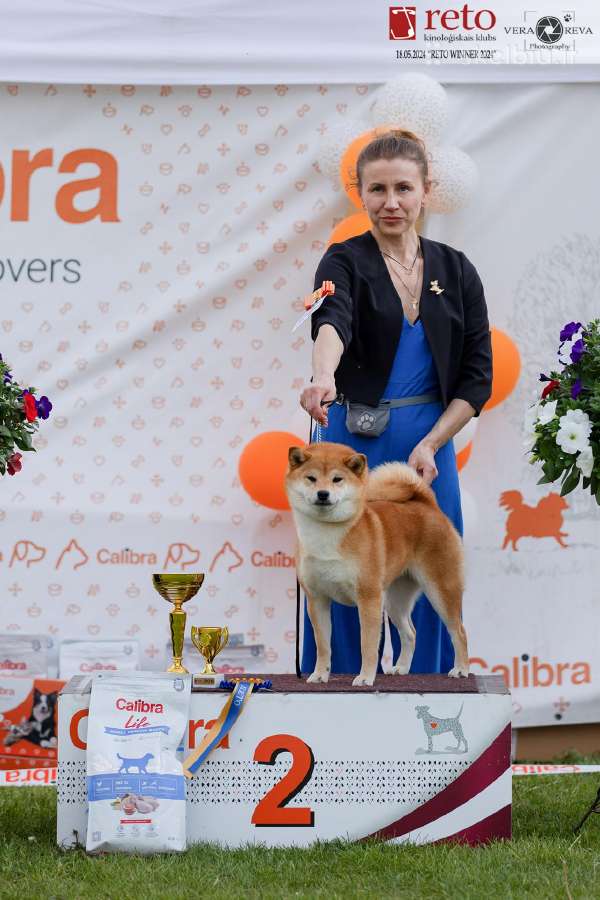 Shiba iny boy Fci - nuotraukos Nr. 8