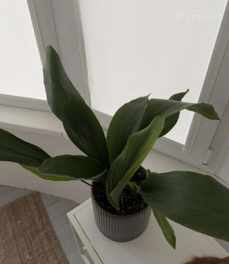 Aspidistra elatior - nuotraukos Nr. 2