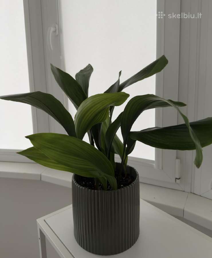 Aspidistra elatior - nuotraukos Nr. 3