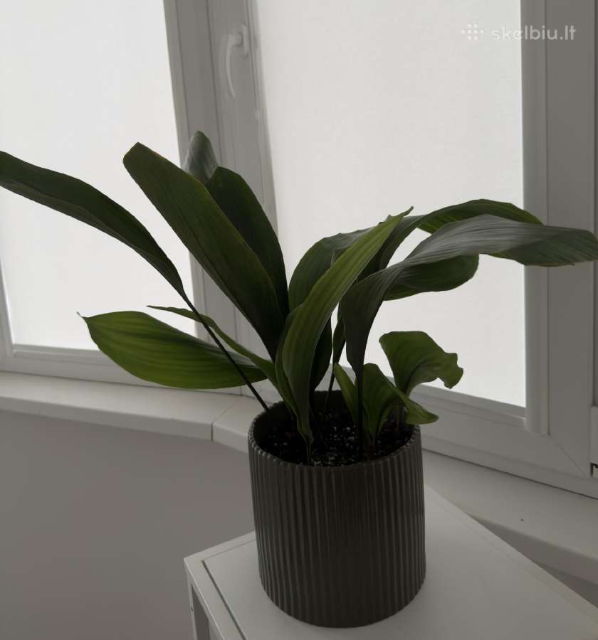 Aspidistra elatior - nuotraukos Nr. 4