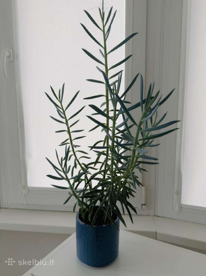 Senecio cylindricus - nuotraukos Nr. 2