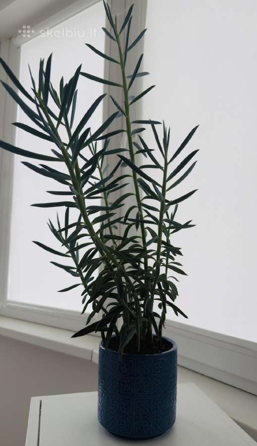 Senecio cylindricus - nuotraukos Nr. 3