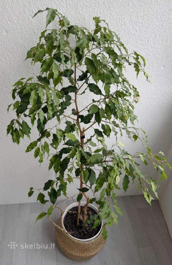 Fikusas Benjaminas - nuotraukos Nr. 2