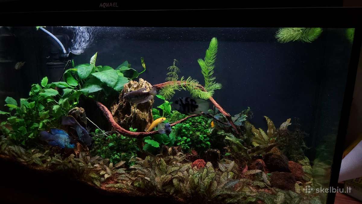 Akvariumas - nuotraukos Nr. 2