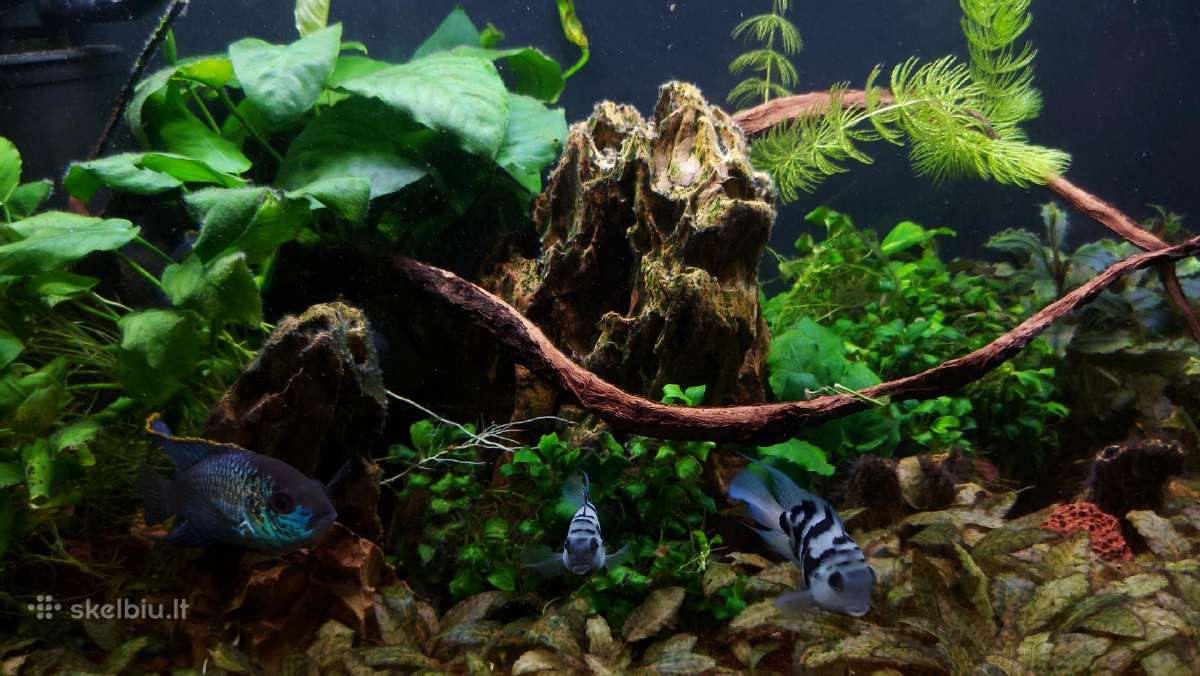 Akvariumas - nuotraukos Nr. 3
