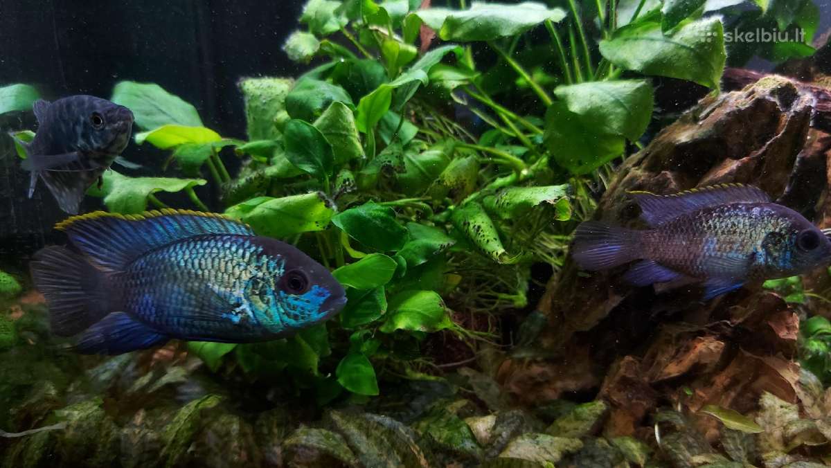 Akvariumas - nuotraukos Nr. 4