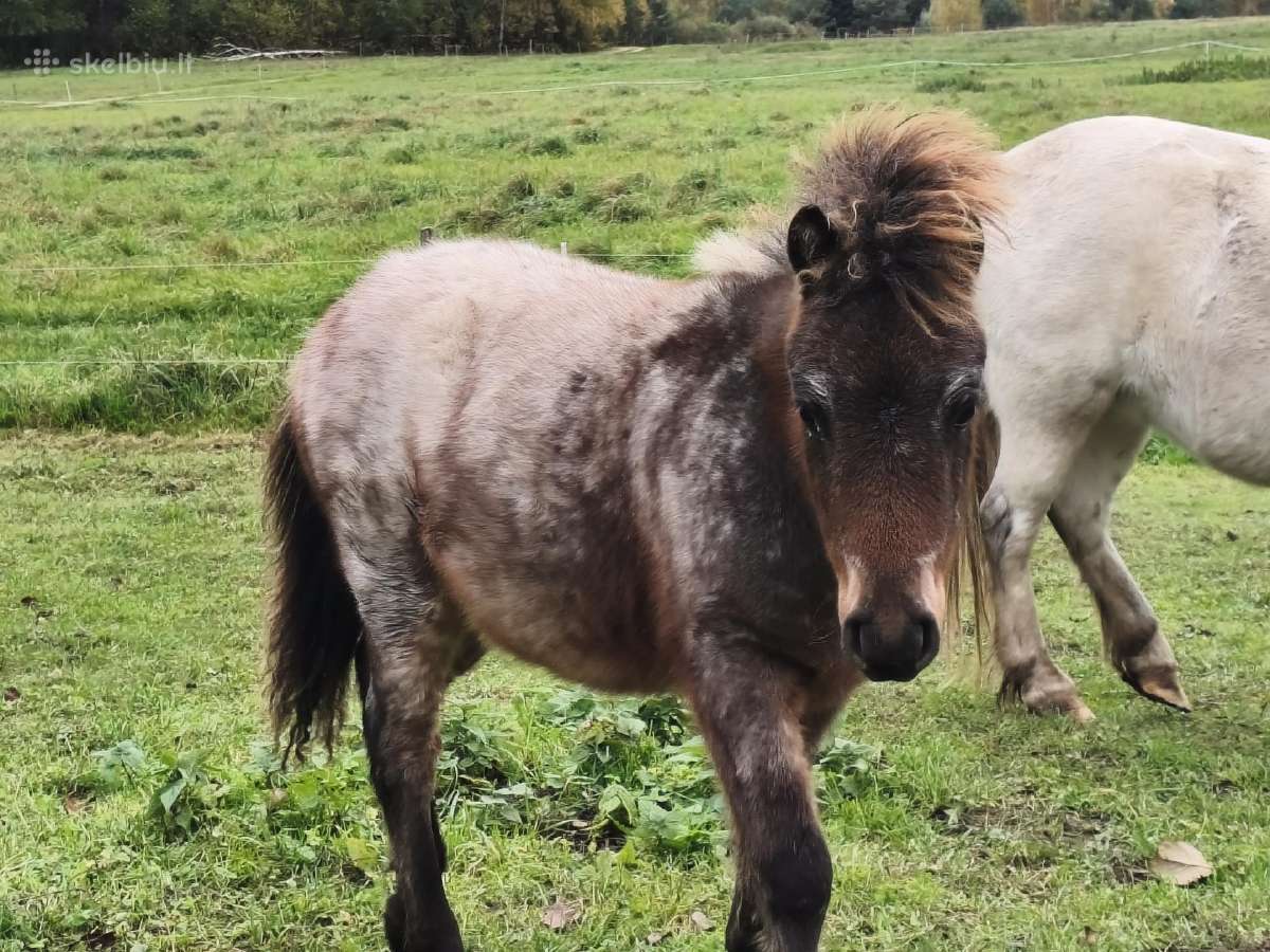 Parduodu poni Eržiliuka - nuotraukos Nr. 2