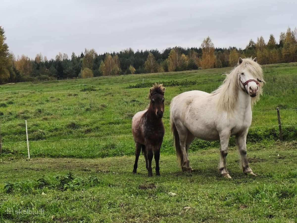 Parduodu poni Eržiliuka - nuotraukos Nr. 3