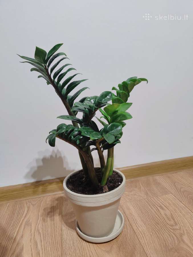 Zamioculcas Zenzi - nuotraukos Nr. 2