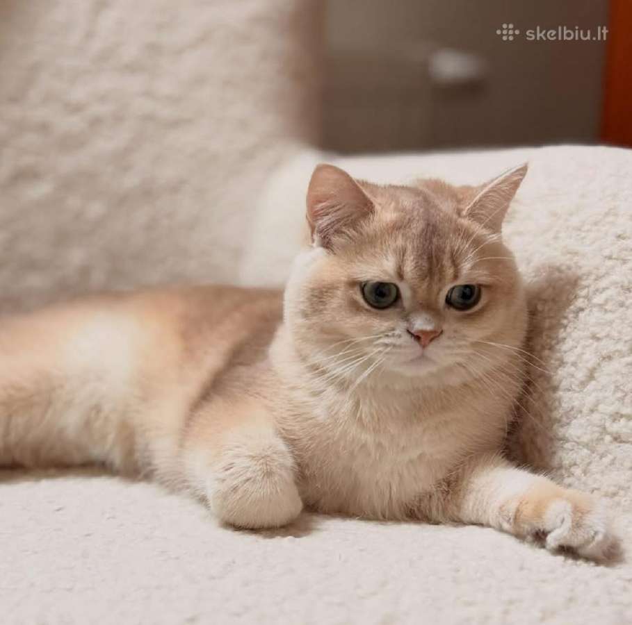 Golden Britukai iš Amber Villard Cattery - nuotraukos Nr. 3