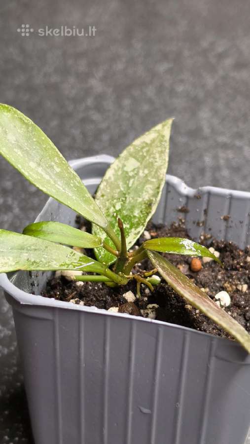 Vaškuolė hoya lacunosa - nuotraukos Nr. 2